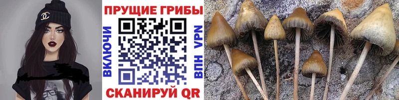 shop наркотические препараты купить Когалым Галлюциногенные грибы Cubensis